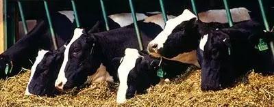 Ӣ��������ϣ��(WilliamHill)���Ĺٷ���վ